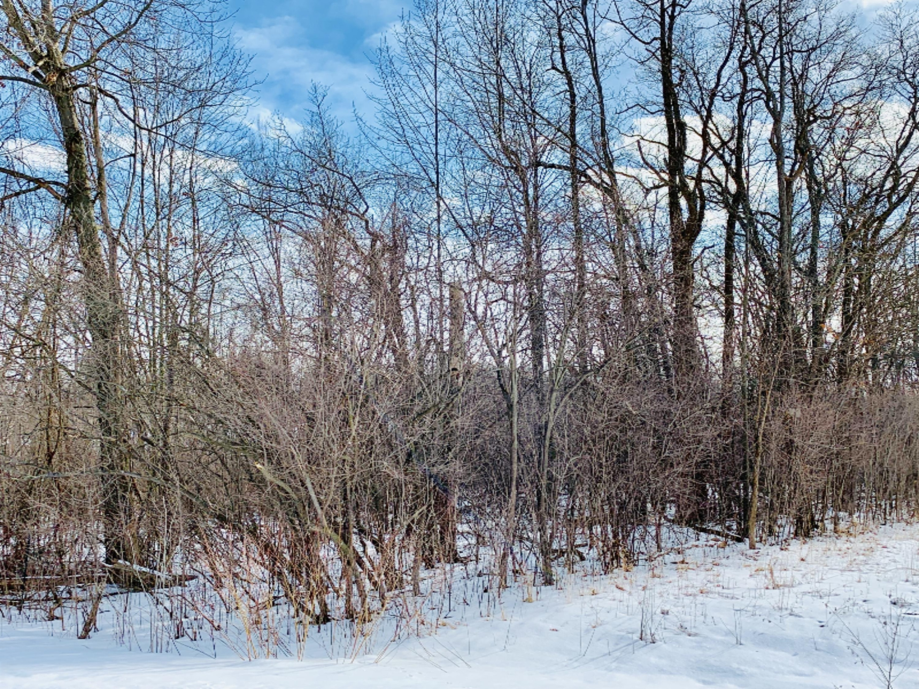 0 Schmuhl Road Coloma, MI 49038 - Photo 2 of 3 IMG_E2025