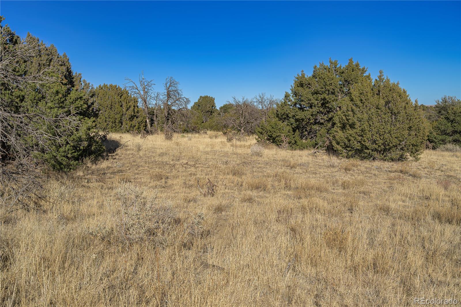 15311 Rancho Verde Road Trinidad, CO 81082 - Photo 17 of 40 a view of a dry yard with trees in the background