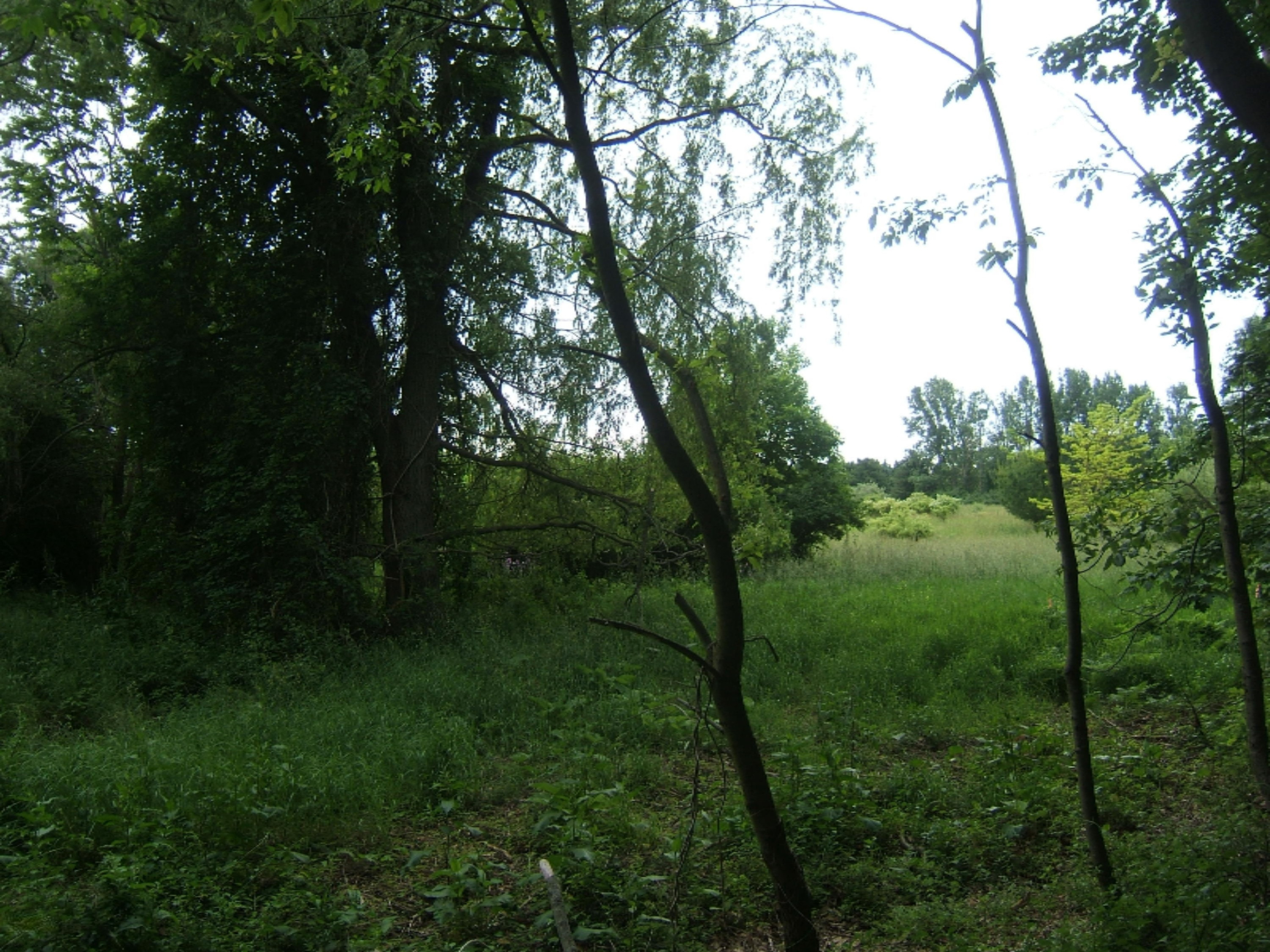 Lehman Road Montague, MI 49437 - Photo 2 of 7 DSCF6332
