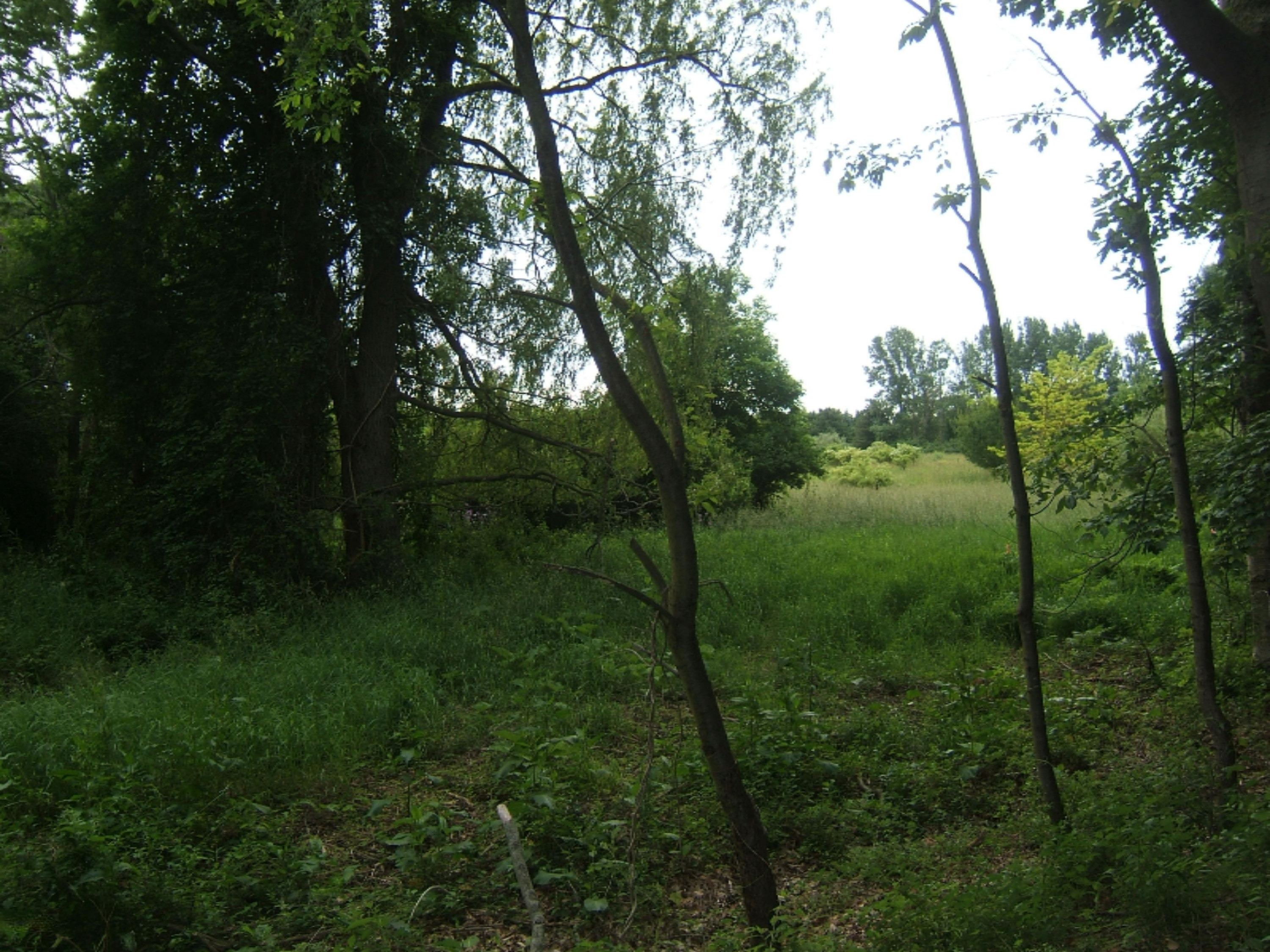 Lehman Road Montague, MI 49437 - Photo 6 of 7 DSCF6333