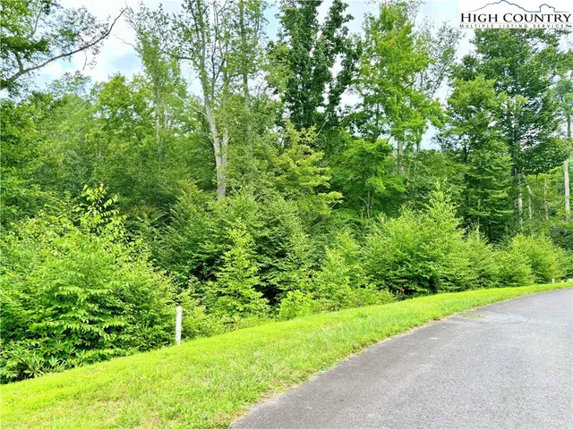 a view of a yard with plants and large trees