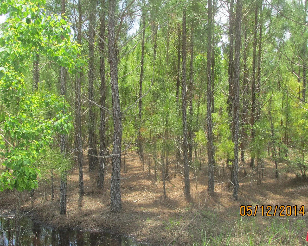 Lot 13 Hidden Highlands Santa Rosa Beach Santa Rosa Beach, FL 32459 - Photo 1 of 1 a view of forest