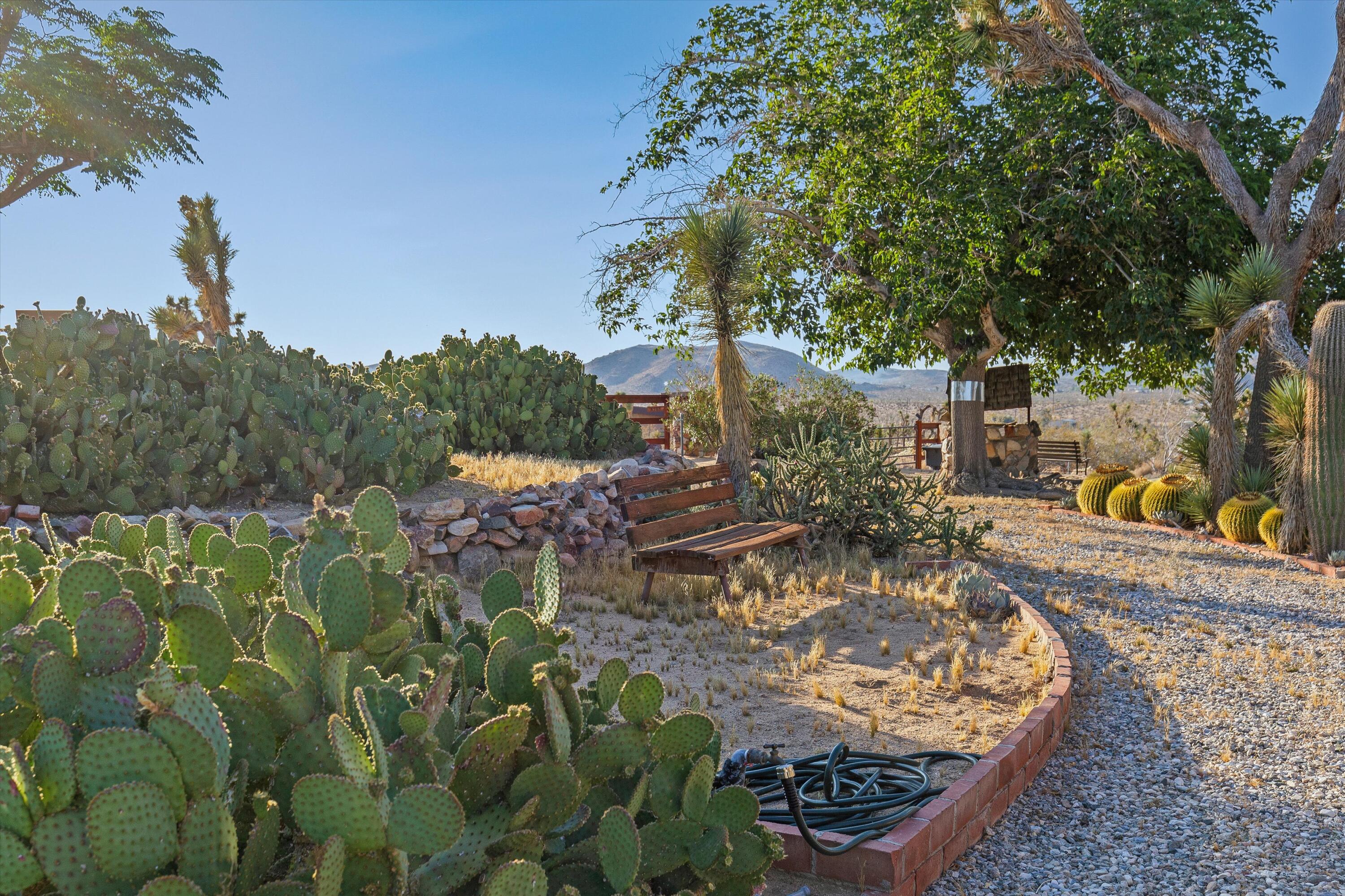 6785 Saddleback Road Joshua Tree, CA 92252 - Photo 11 of 50 a view of a backyard with plants