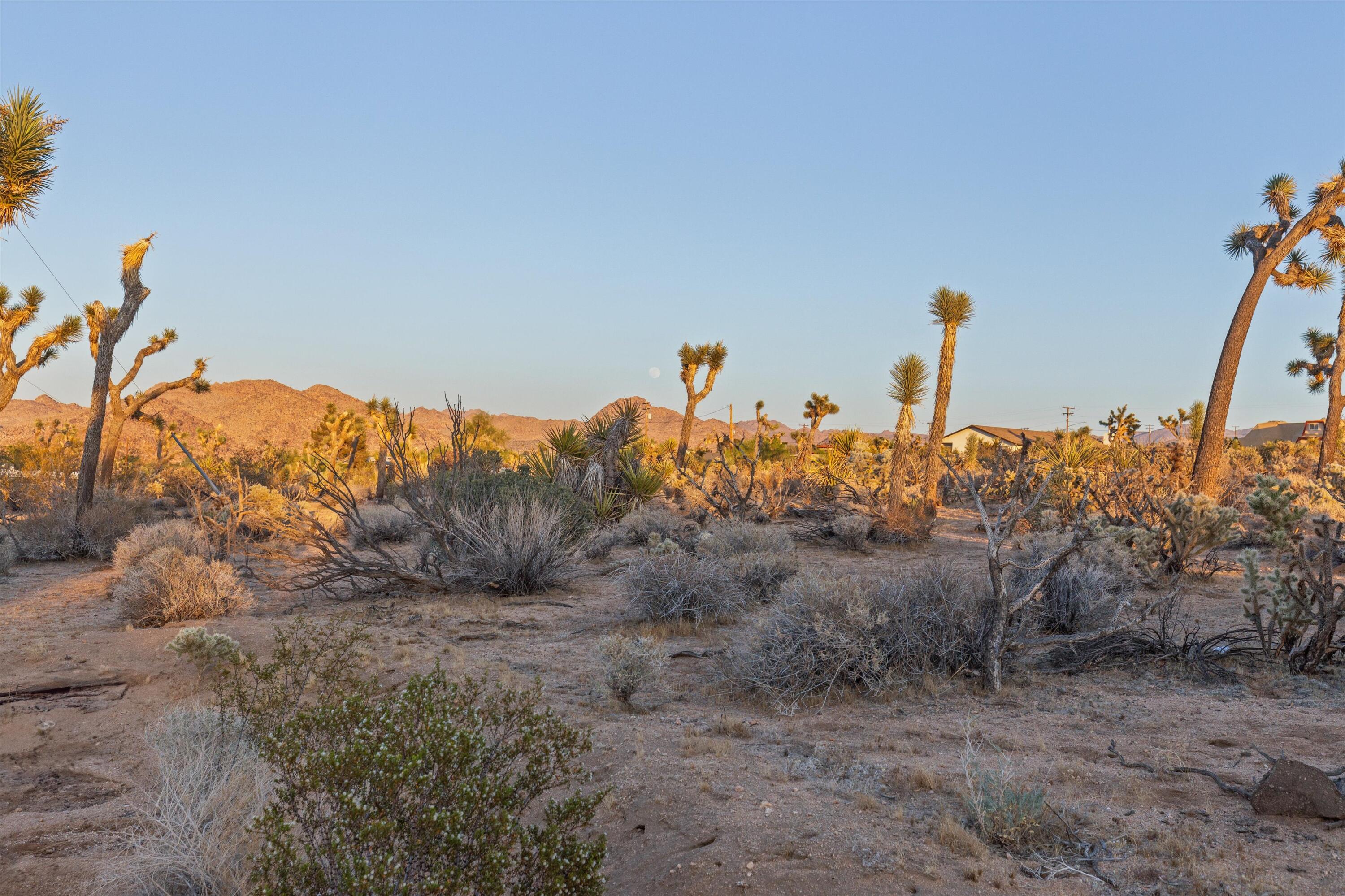 6785 Saddleback Road Joshua Tree, CA 92252 - Photo 43 of 50 a view of a dry yard with trees