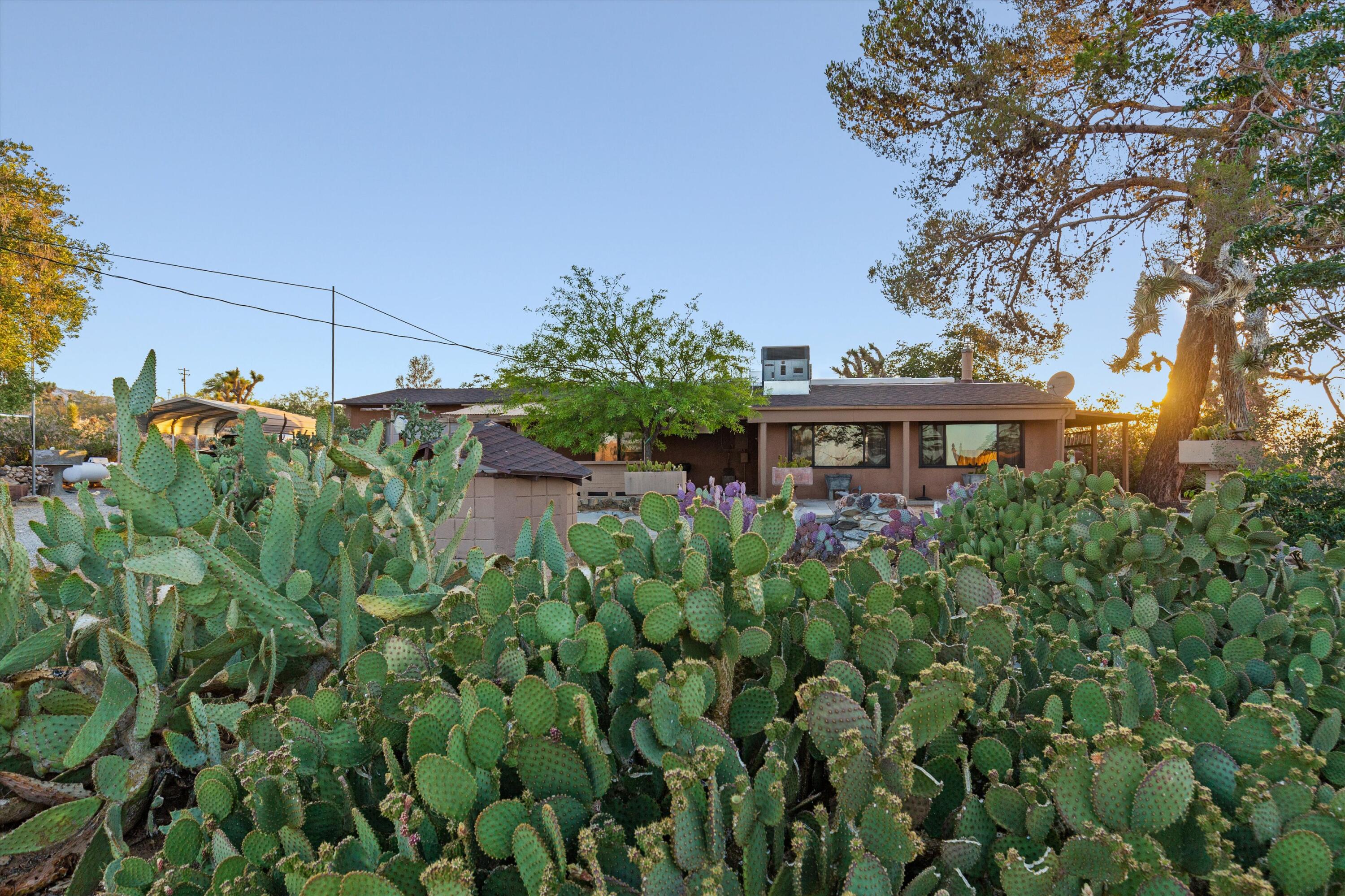 6785 Saddleback Road Joshua Tree, CA 92252 - Photo 44 of 50 a view of a house with a plants and garden