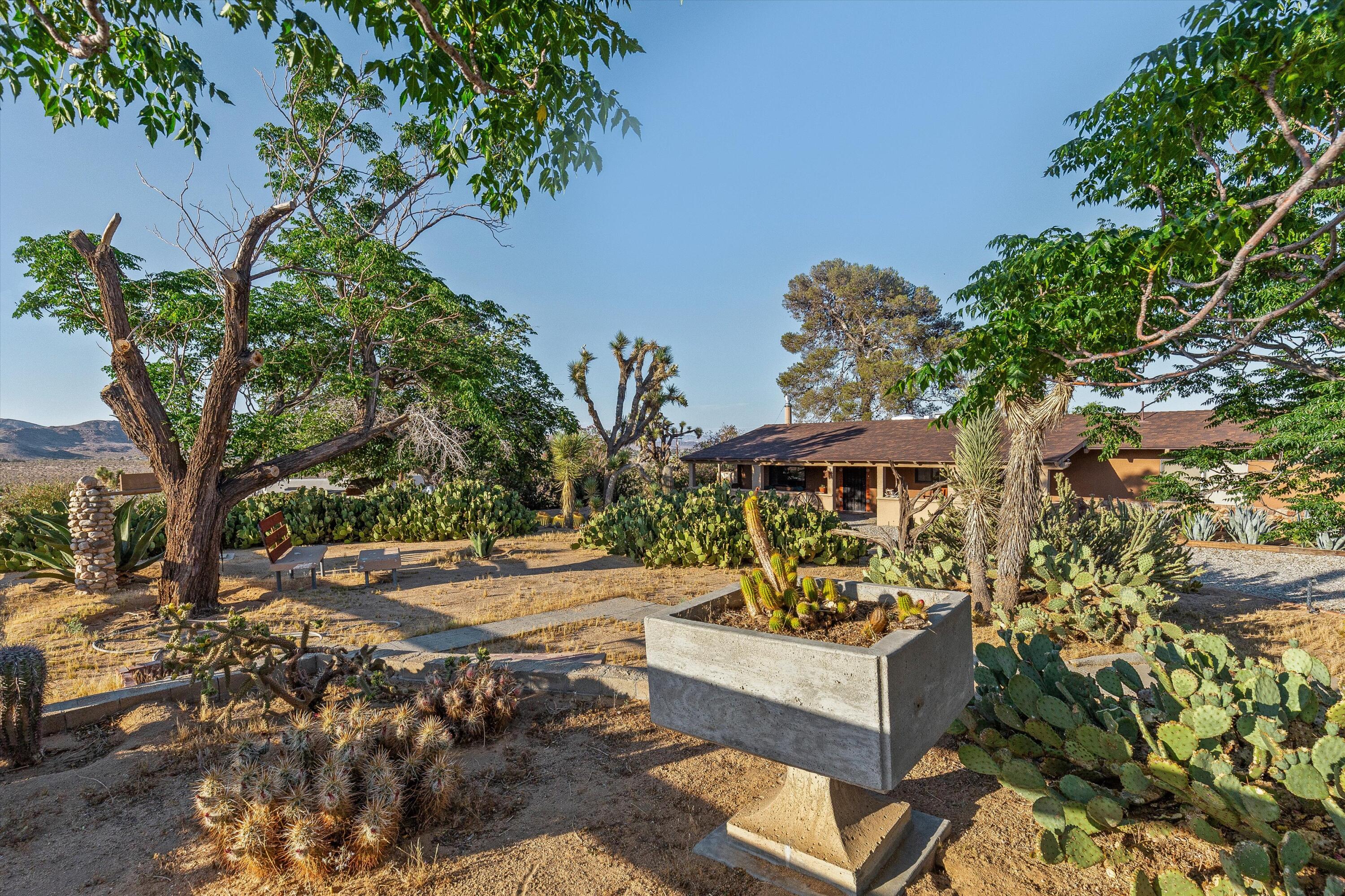 6785 Saddleback Road Joshua Tree, CA 92252 - Photo 8 of 50 a view of a yard with plants and trees