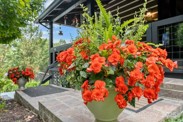 a picture of flowers