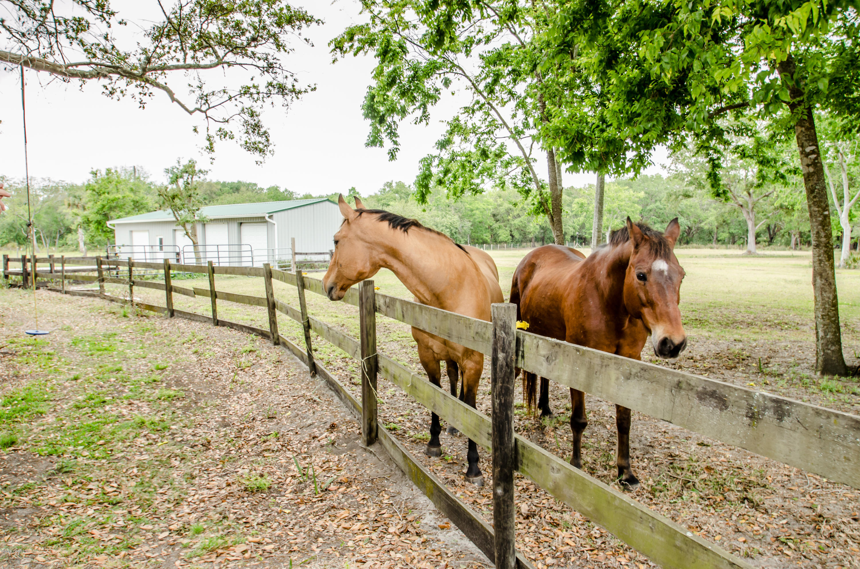 Horses and Pasture