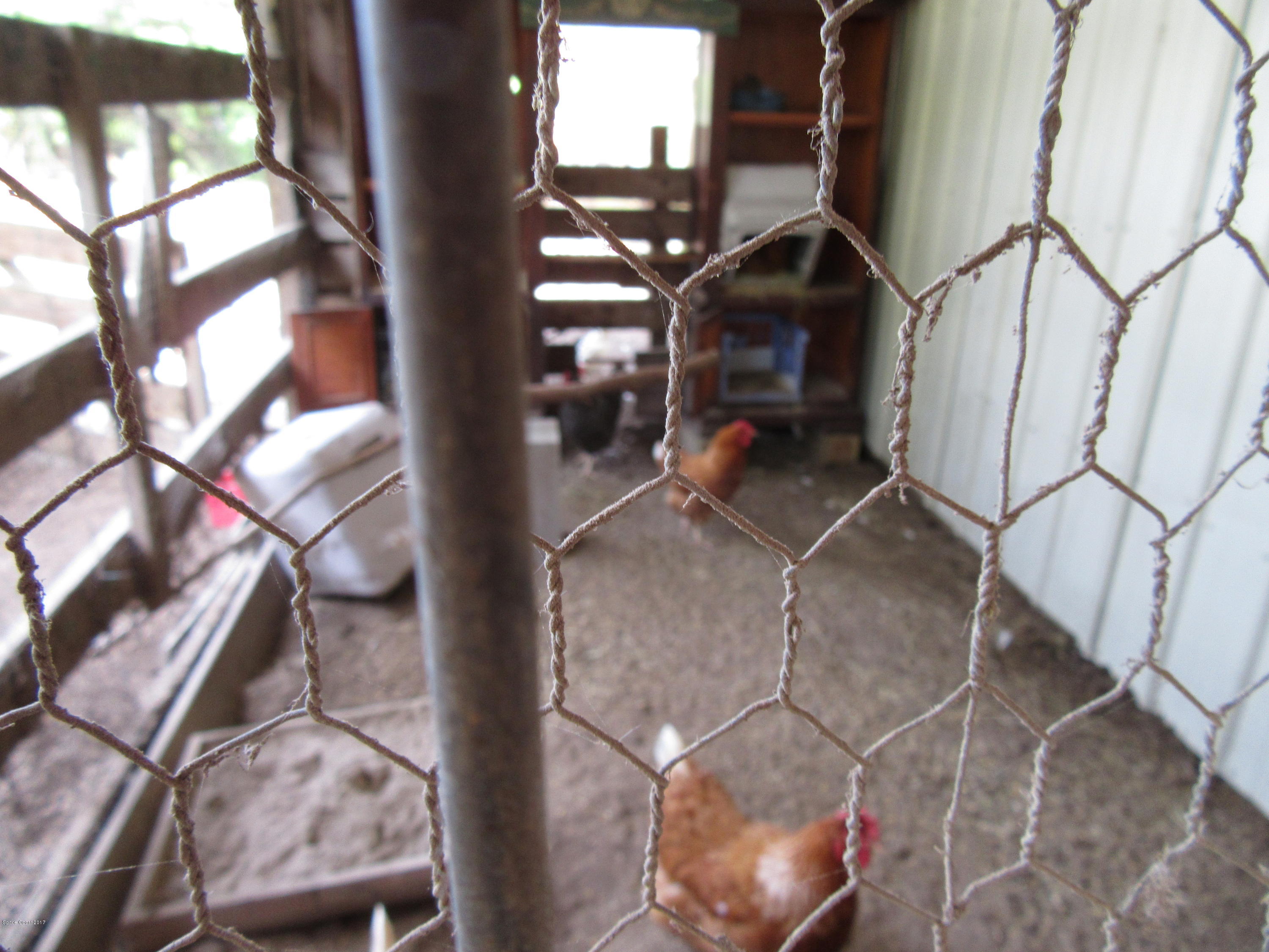 3100 Davis Road Mims, FL 32754 - Photo 46 of 54 Enclosed Chicken Coop