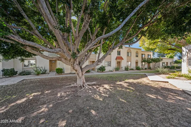 a tree in the middle of a yard
