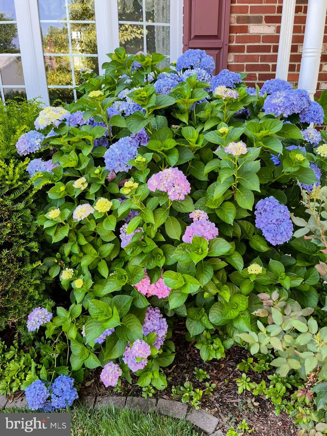 18 Whitfield Road Newark, DE 19711 - Photo 14 of 27 a view of a flower