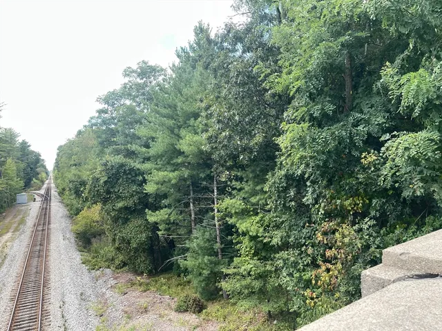 a view of a forest with a tree