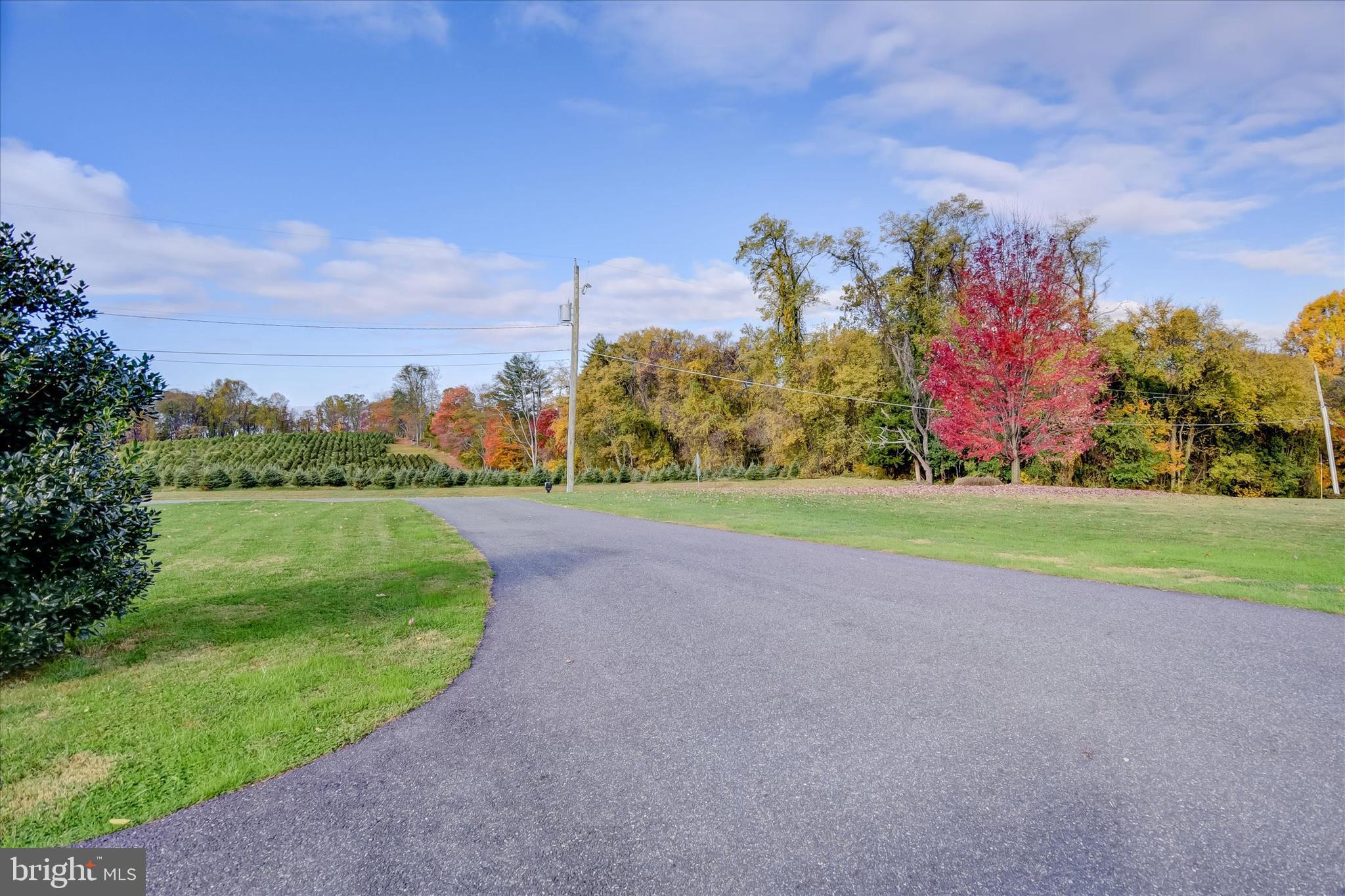 224 Love Run Road Colora, MD 21917 - Photo 4 of 29 Christmas Tree Farm View