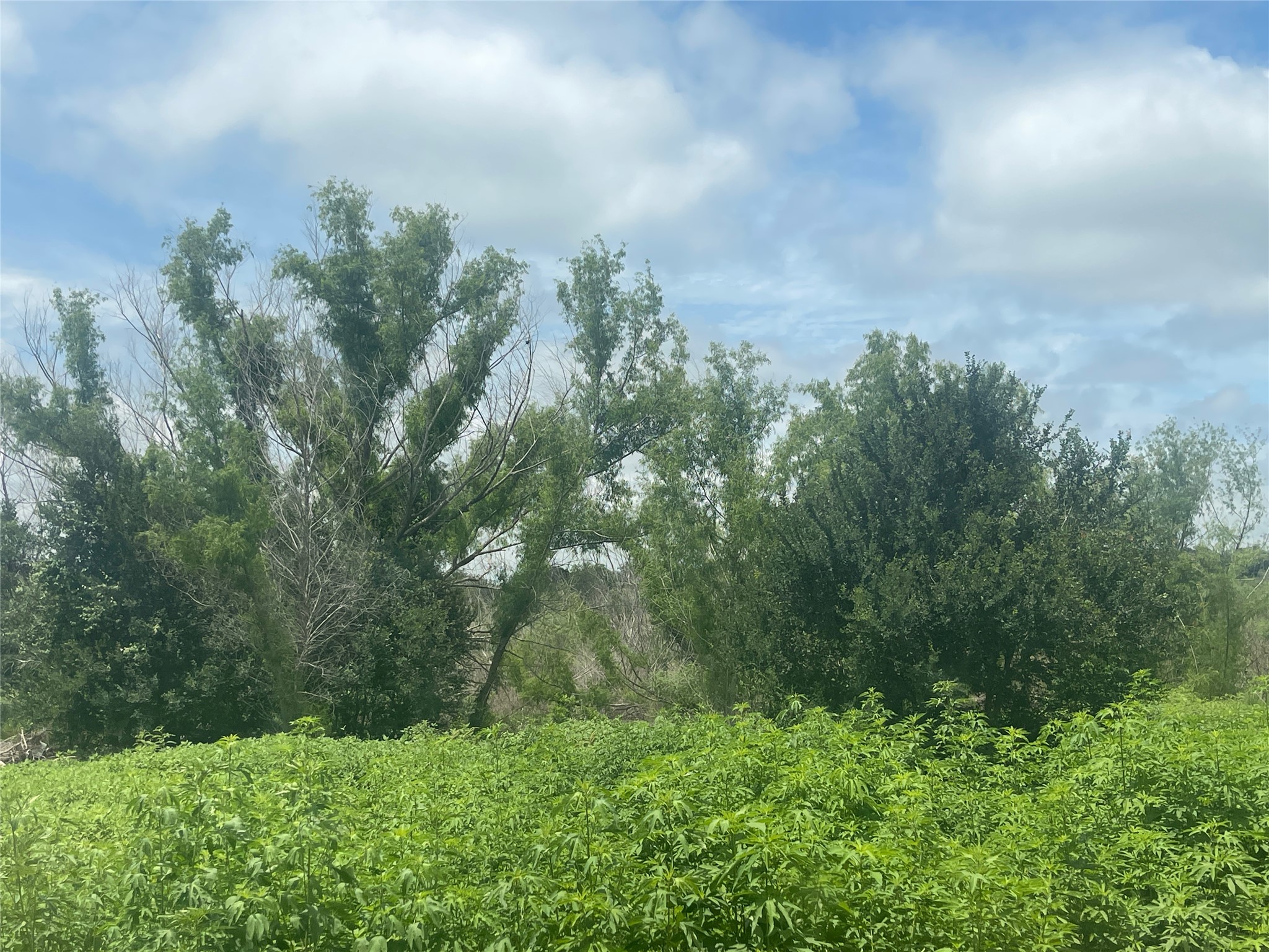 7855 Taylorsville Road Dale, TX 78616 - Photo 12 of 12 A spacious green landscape awaits your vision, bordered by a variety of mature trees.