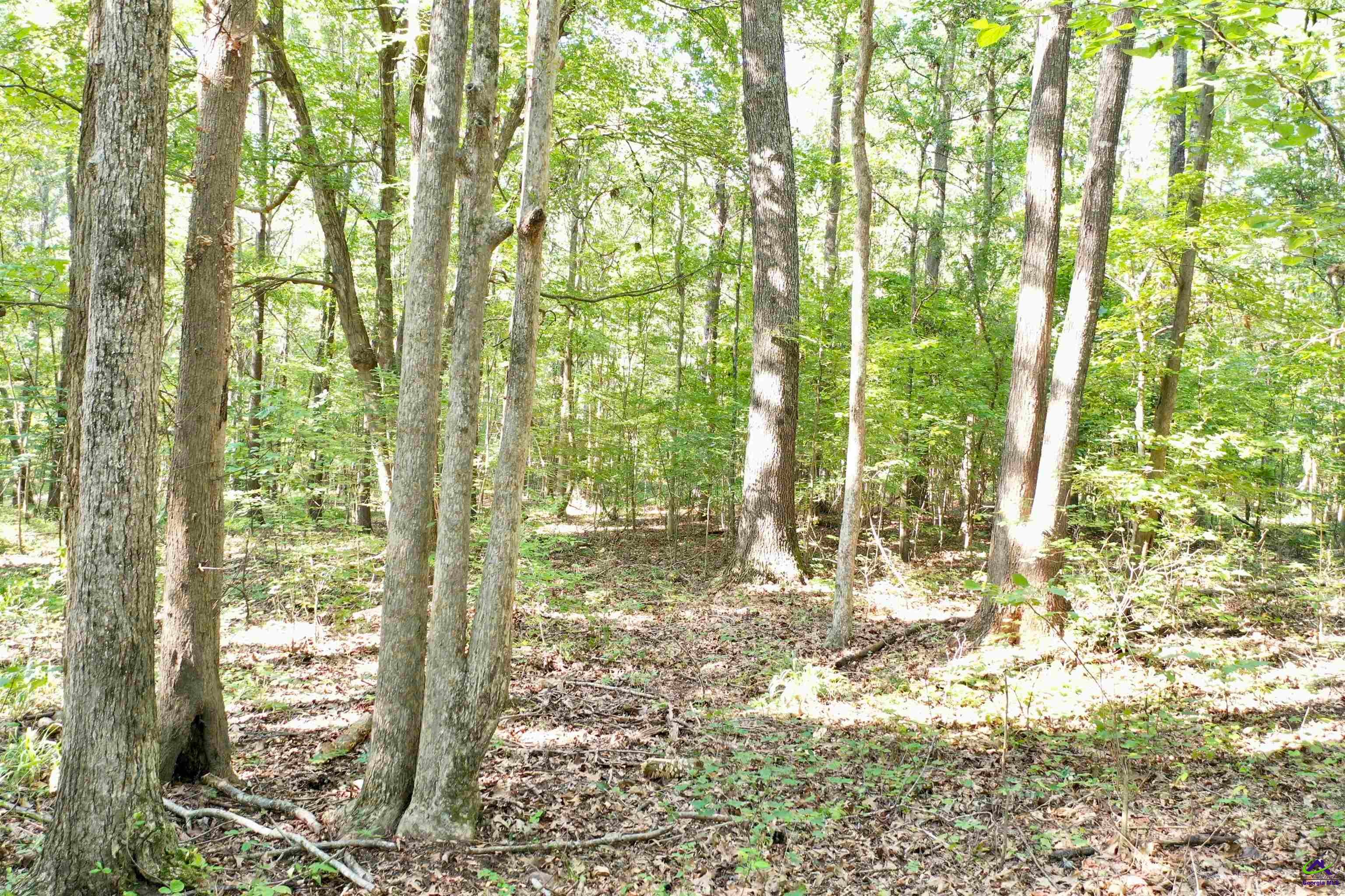 2020 Horseshoe Bend Road Montezuma, GA 31063 - Photo 12 of 13 Gallery Image 12