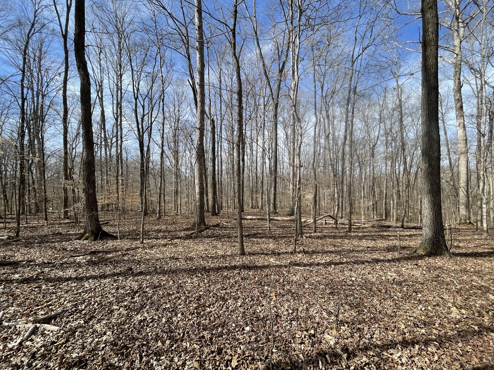 0 Whitson Bend Road Centerville, TN 37033 - Photo 15 of 36 Gallery Image 15