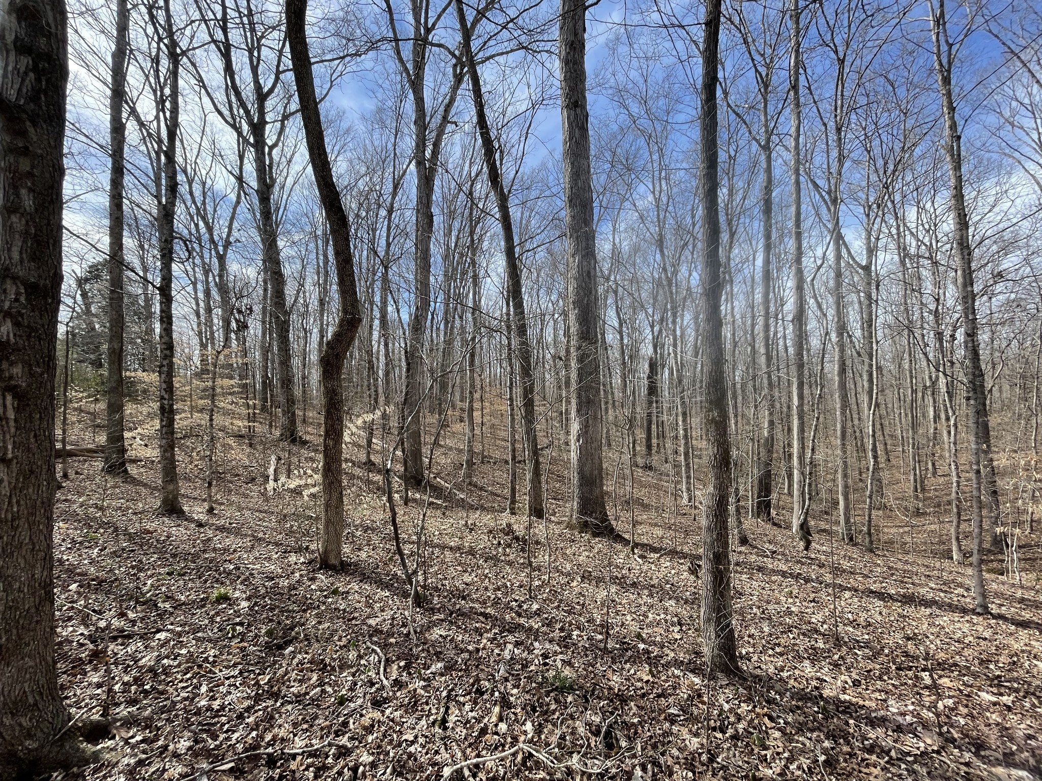 0 Whitson Bend Road Centerville, TN 37033 - Photo 4 of 36 Gallery Image 4