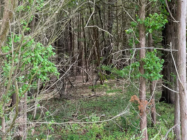 a view of a forest with trees in front of it