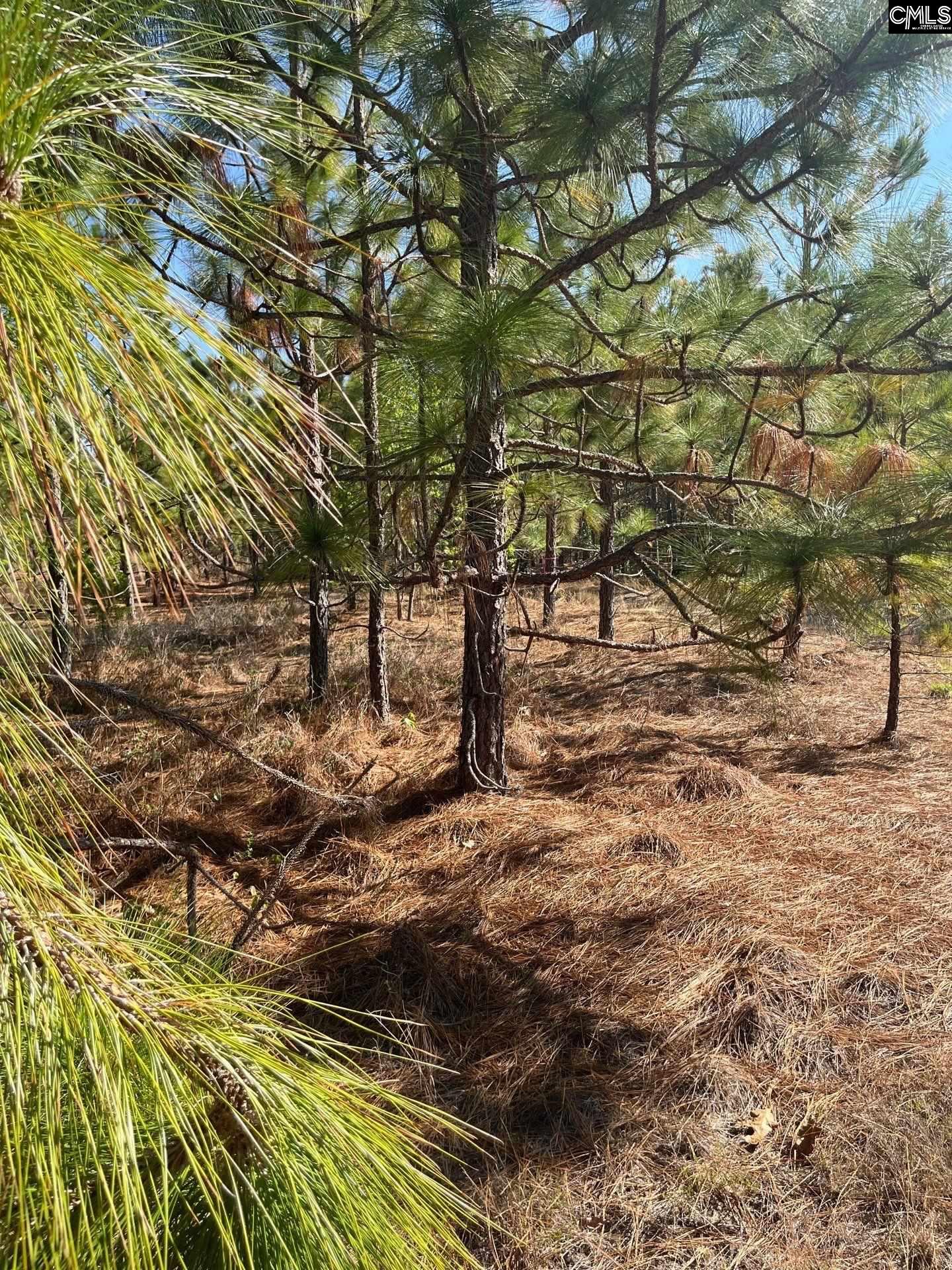 9 Beaver Dam Road Cassatt, SC 29032 - Photo 17 of 25