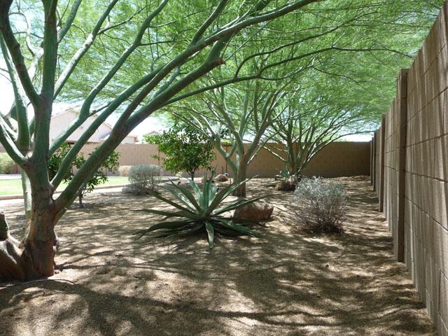 2416 West Carter Road Phoenix, AZ 85041 - Photo 4 of 32 a view of a yard
