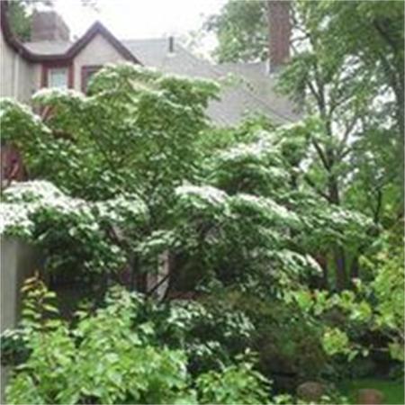 121 Colbourne Crescent Brookline, MA 02445 - Photo 26 of 30 Gallery Image 26