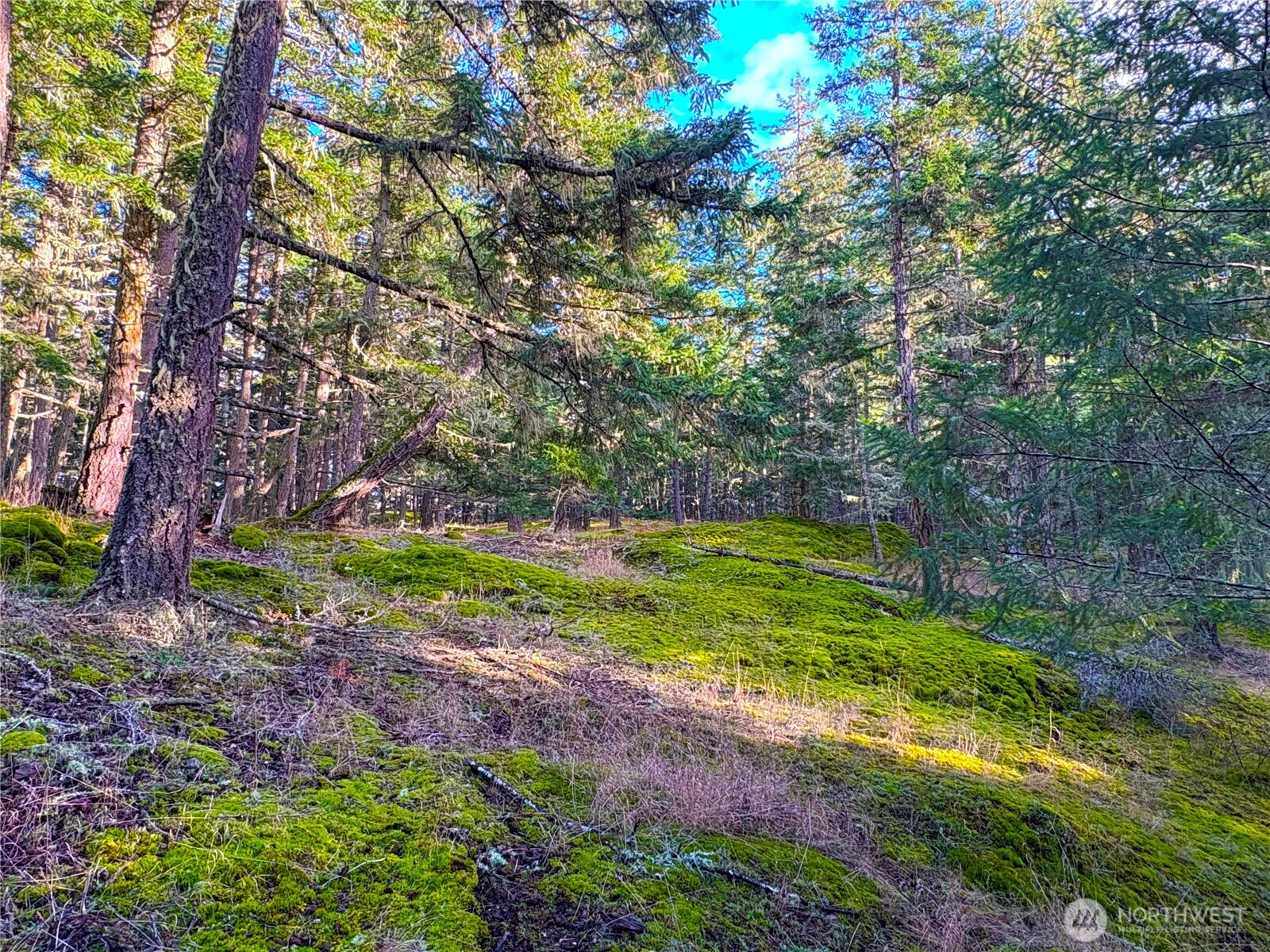 705 Mt Dallas Road Friday Harbor, WA 98250 - Photo 13 of 26 a view of a garden with large trees