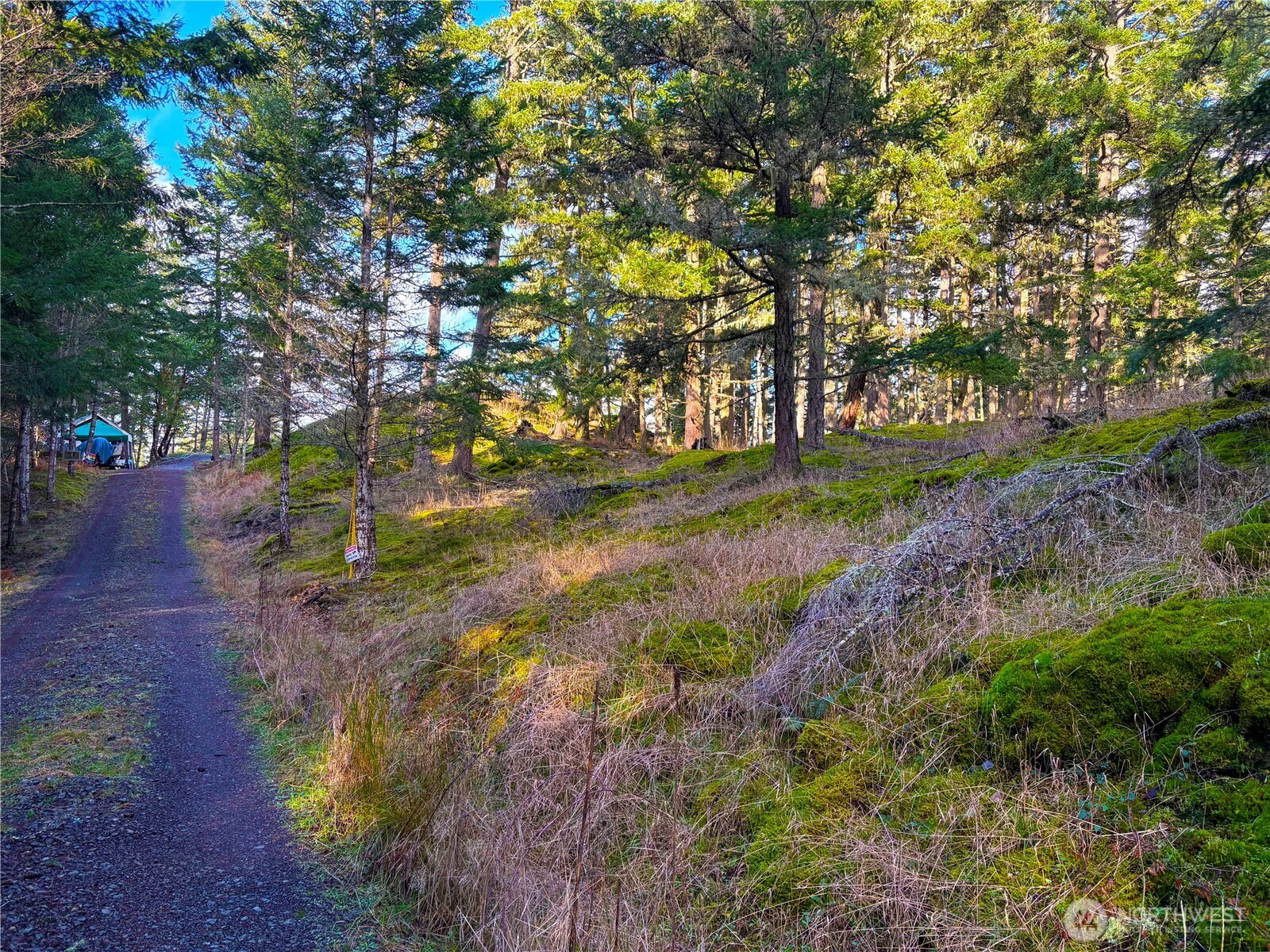 705 Mt Dallas Road Friday Harbor, WA 98250 - Photo 19 of 26 a backyard of a house with lots of green space