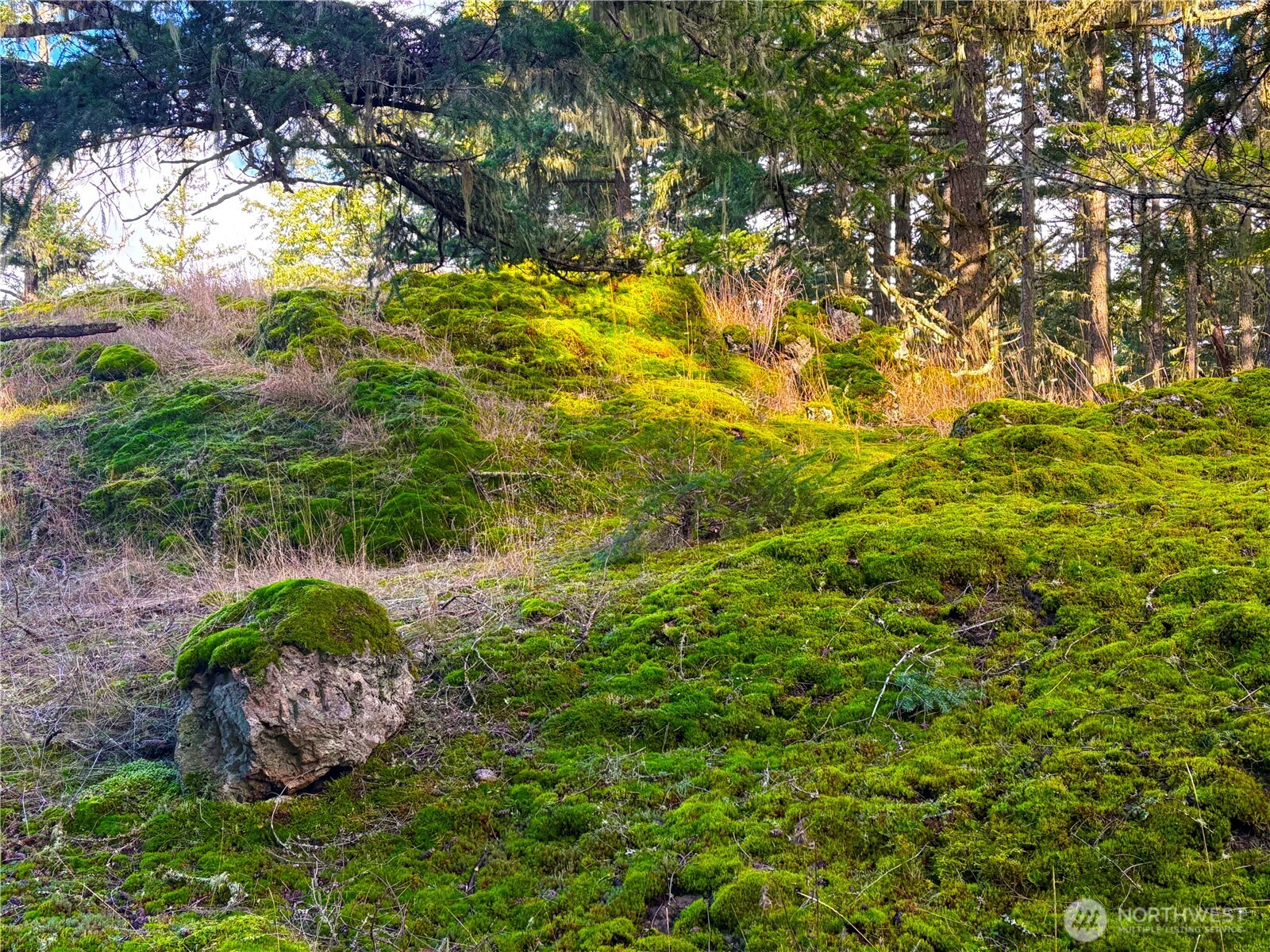 705 Mt Dallas Road Friday Harbor, WA 98250 - Photo 22 of 26 a backyard of a house with lots of plants and large trees