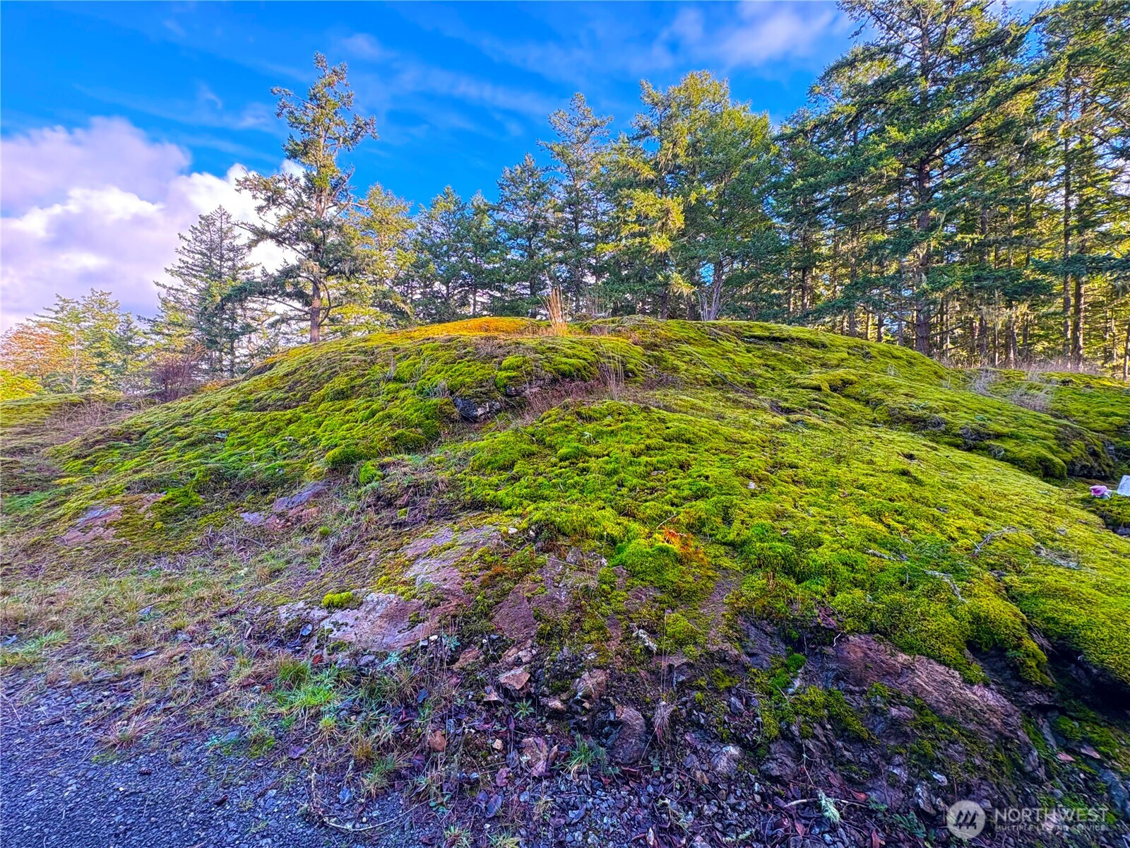 705 Mt Dallas Road Friday Harbor, WA 98250 - Photo 4 of 26 a view of a large yard with lots of green space