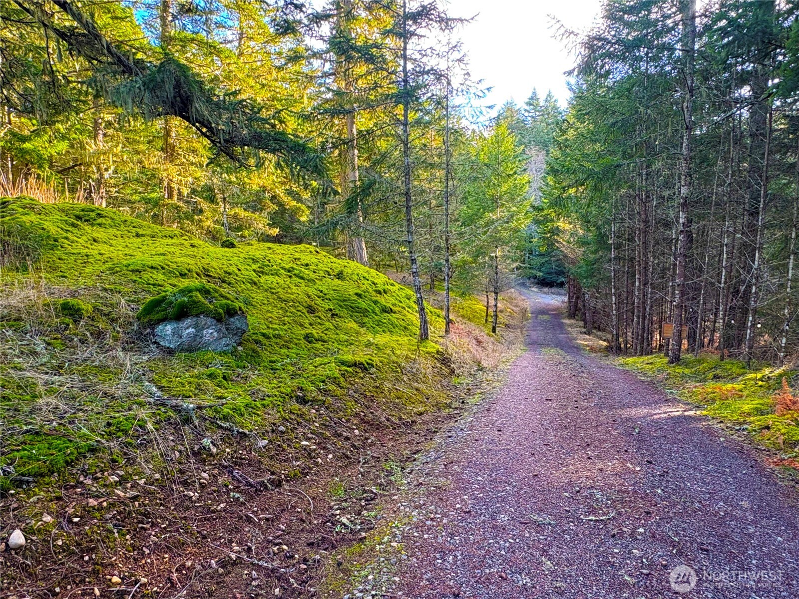 705 Mt Dallas Road Friday Harbor, WA 98250 - Photo 9 of 26 a backyard of a house with large trees and plants