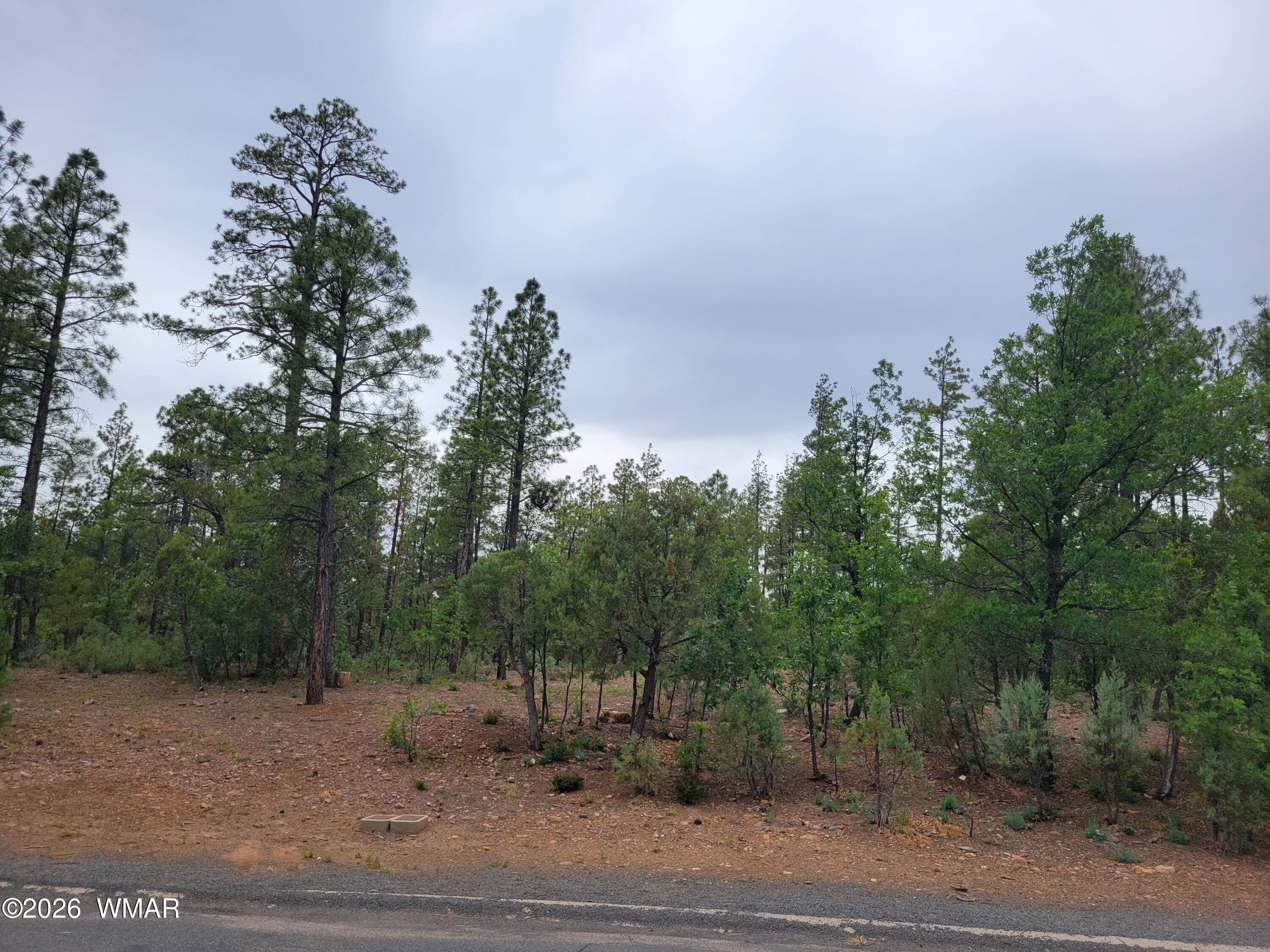 2425 South Timber Pine Lane Pinetop, AZ 85935 - Photo 4 of 16 a view of a yard