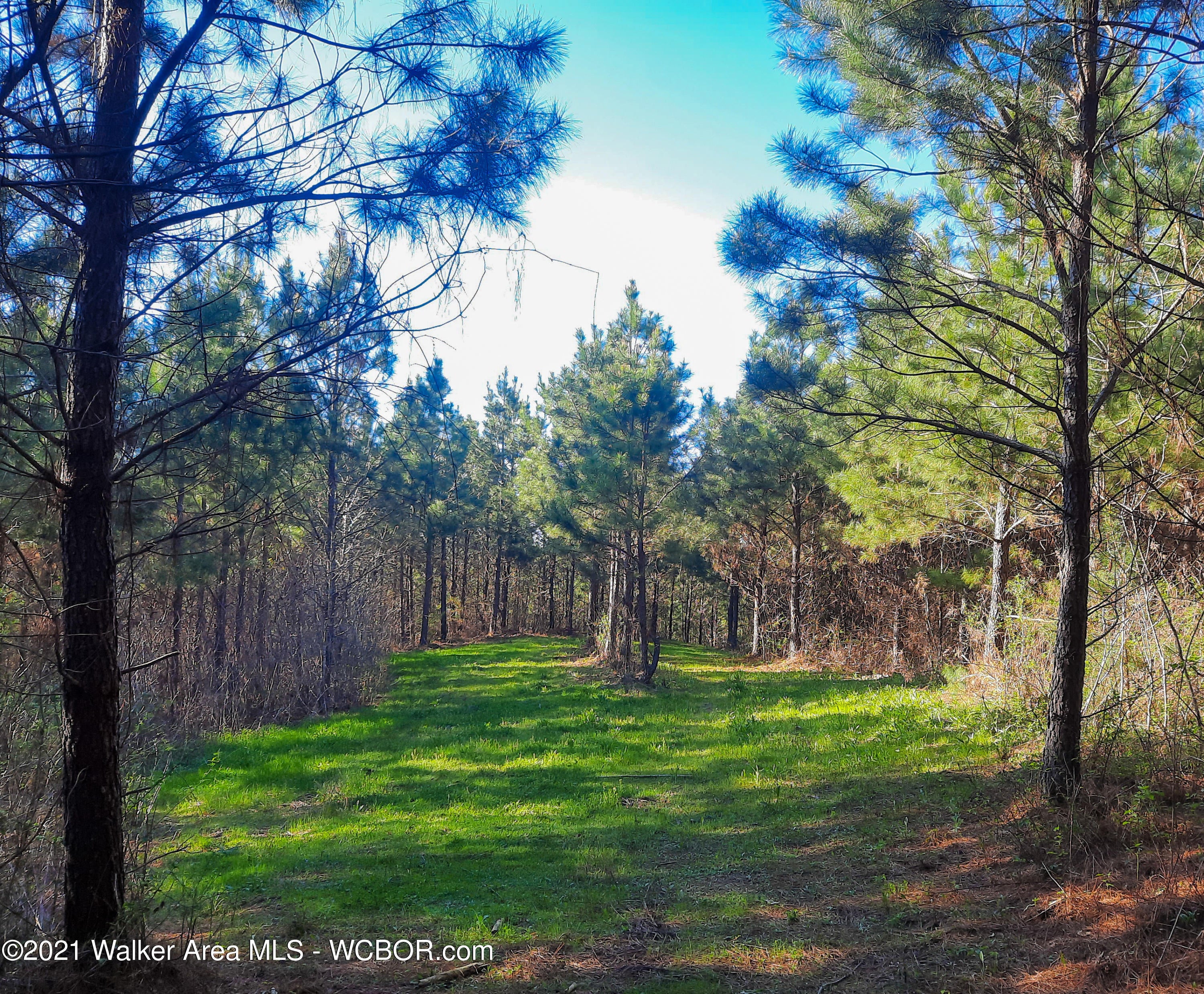 Davidson Loop Oakman, AL 35579 - Photo 2 of 25 Gallery Image 2