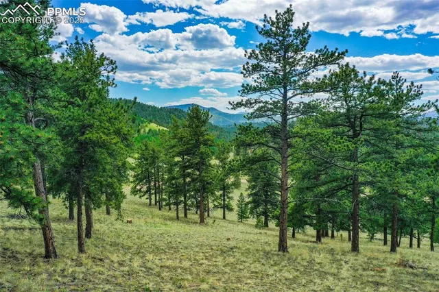 a big yard with lots of green space and plants