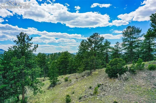 a view of a bunch of trees