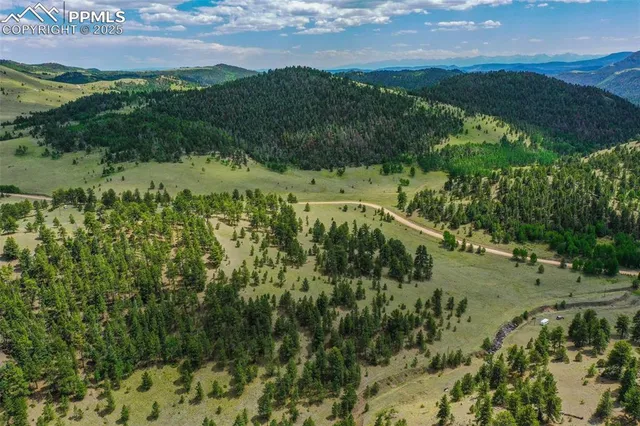 a view of a lush green forest with lots of trees