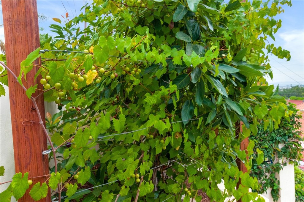 3403 Fallcreek Road Duarte, CA 91010 - Photo 43 of 69 a view of a plant