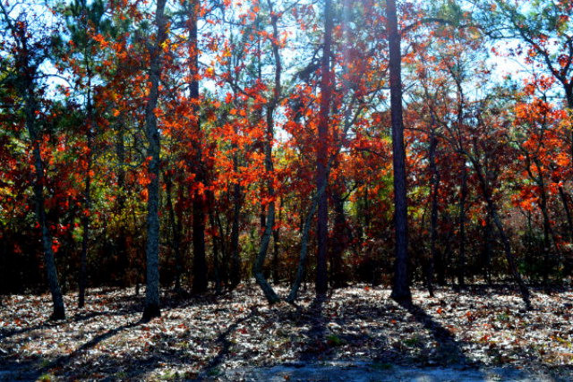 204 Steeple Ridge Road Aiken, SC 29803 - Photo 10 of 10 Gallery Image 10