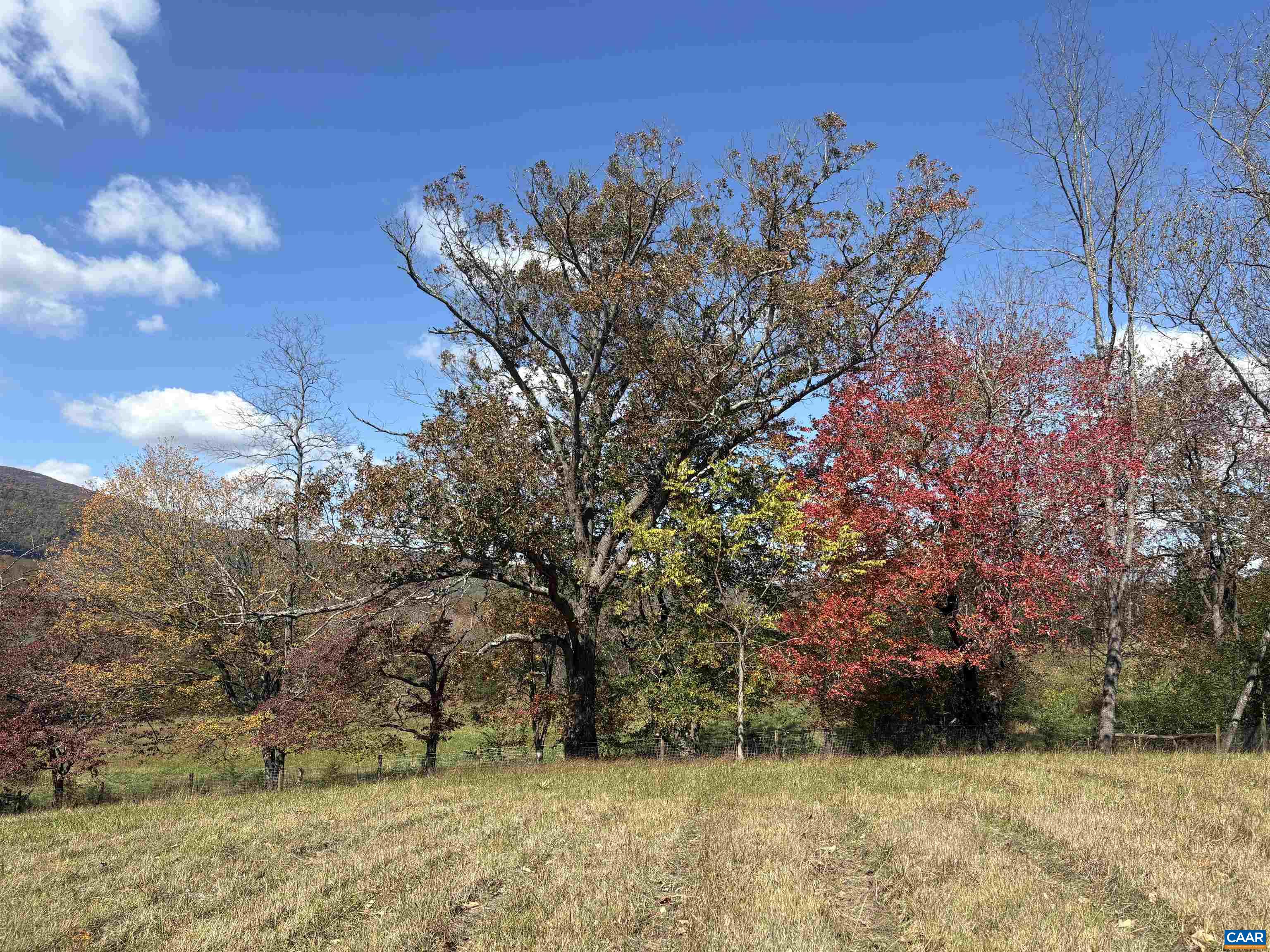 234 Creek Road Afton, VA 22920 - Photo 56 of 68 a view of a yard with large trees