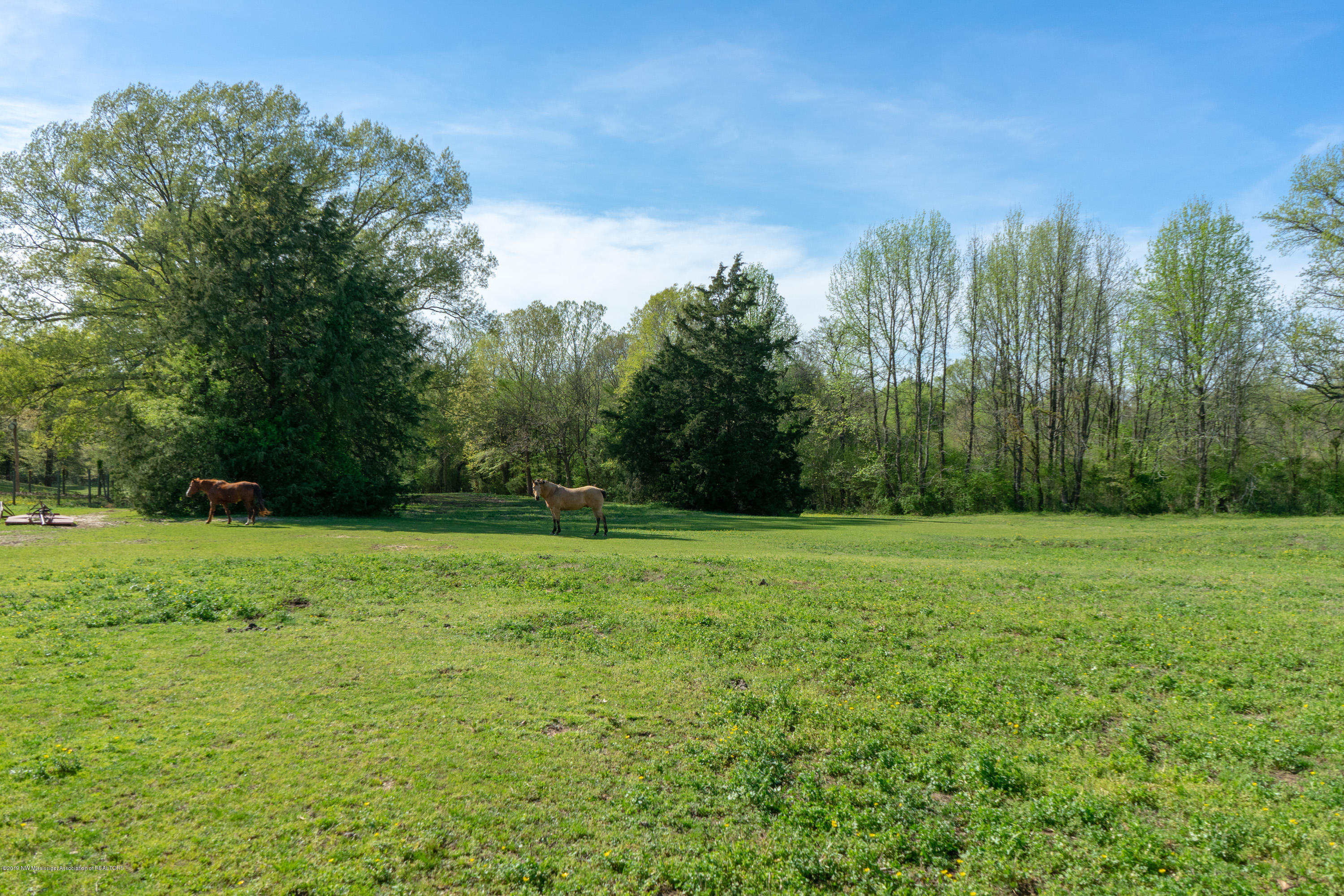 2596 Peyton Road Coldwater, MS 38618 - Photo 54 of 65 GORGEOUS LAND