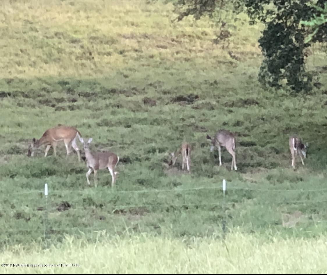 2596 Peyton Road Coldwater, MS 38618 - Photo 62 of 65 WILDLIFE ON PROPERTY