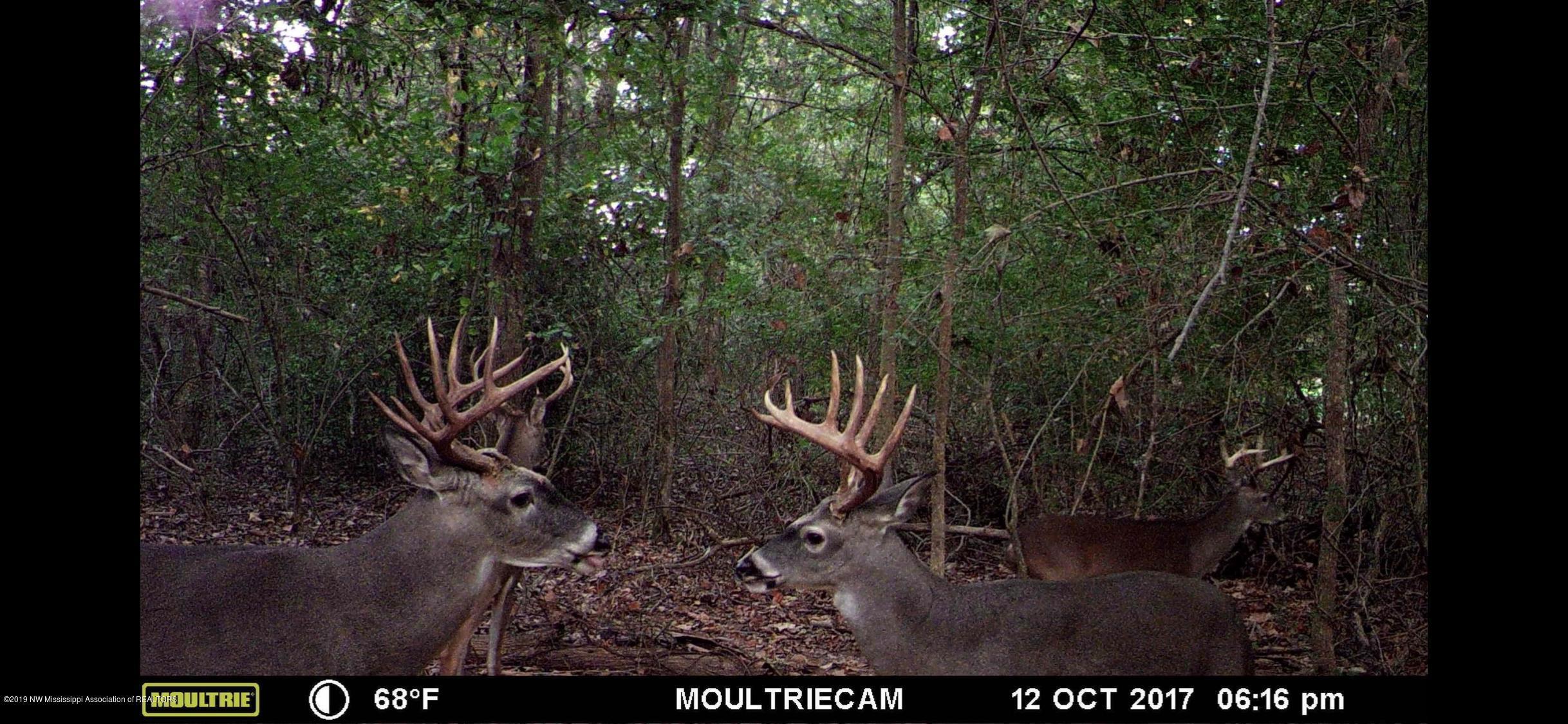 2596 Peyton Road Coldwater, MS 38618 - Photo 63 of 65 WILDLIFE ON PROPERTY