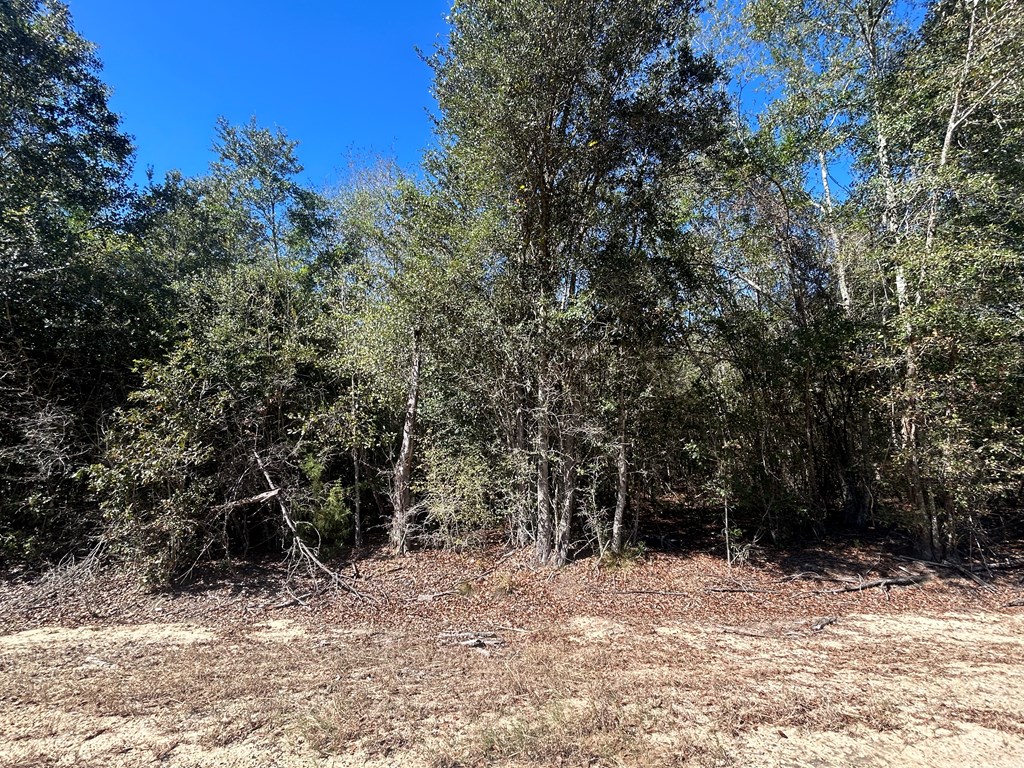 20-ac Coot Adams Road Ashford, AL 36312 - Photo 11 of 28
