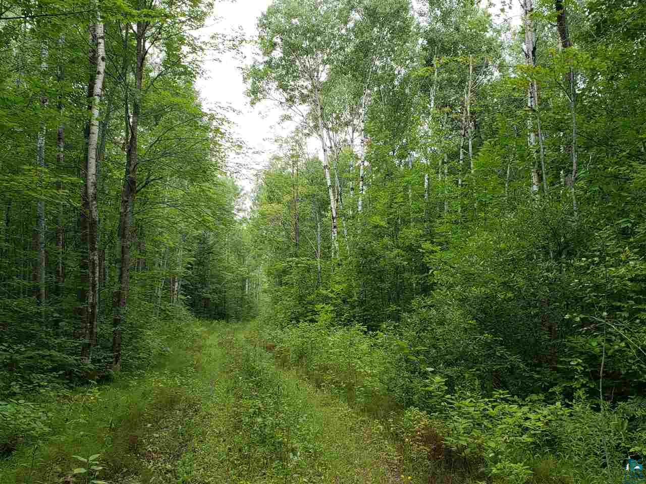 9-xxxx Lamont Road Bayfield, WI 54814 - Photo 5 of 7 Clearing that borders the property