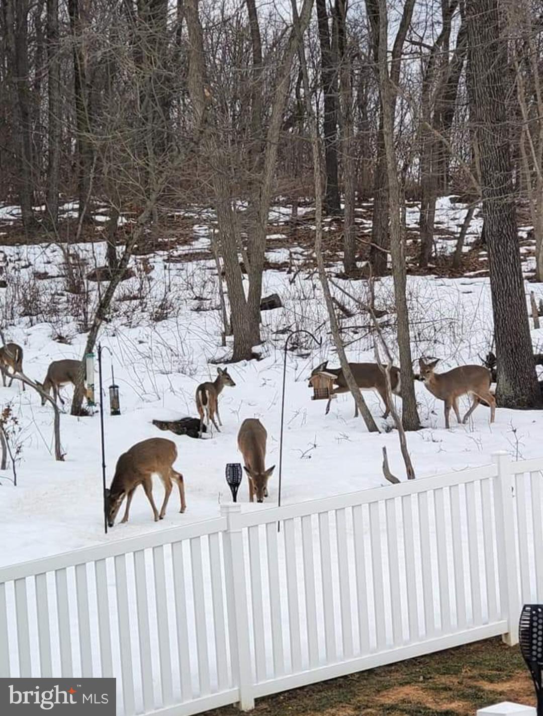 402 Mountainside Road Temple, PA 19560 - Photo 11 of 75 a view of outdoor space yard and patio area
