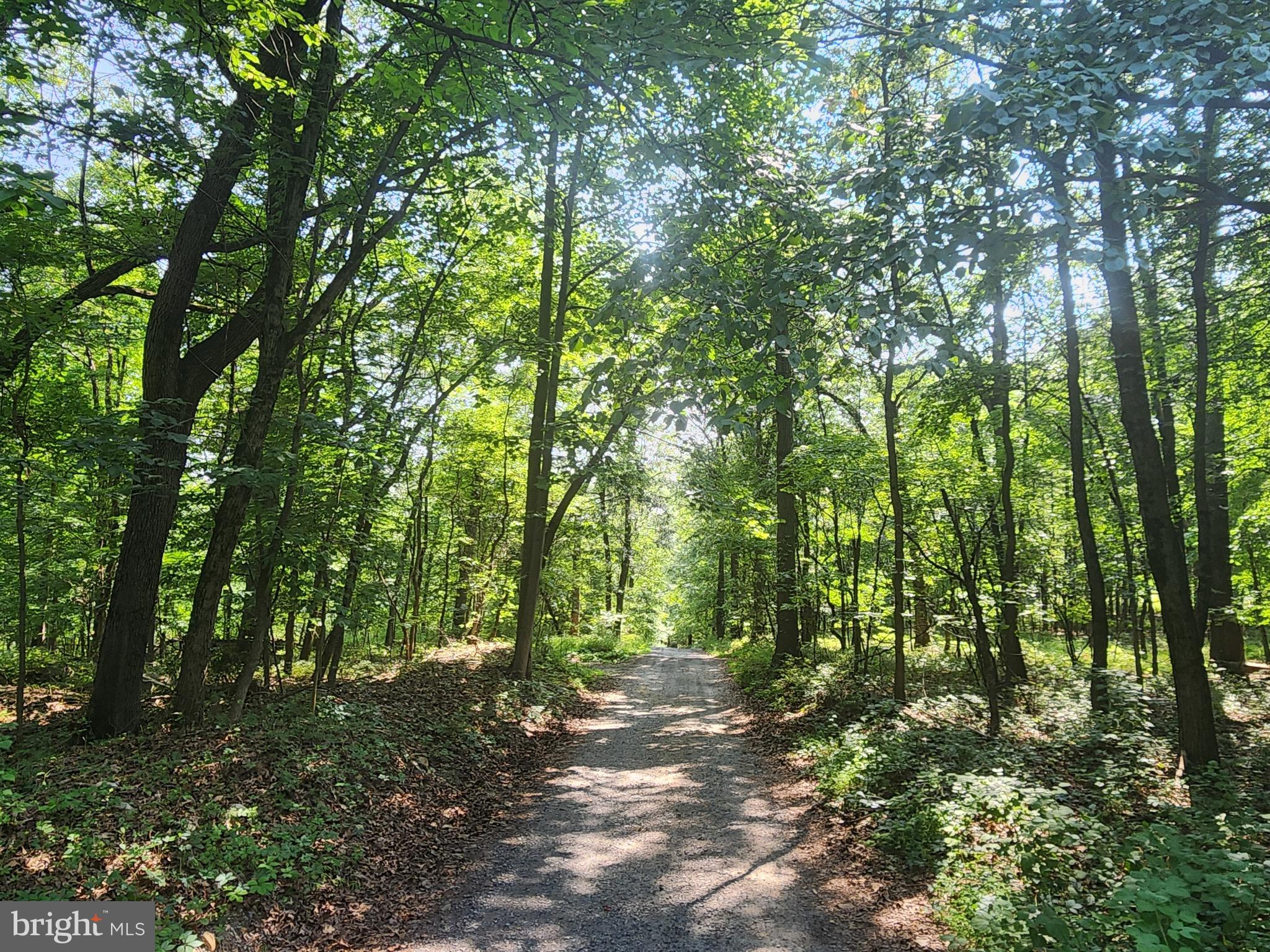 402 Mountainside Road Temple, PA 19560 - Photo 2 of 75 a view of a forest with trees