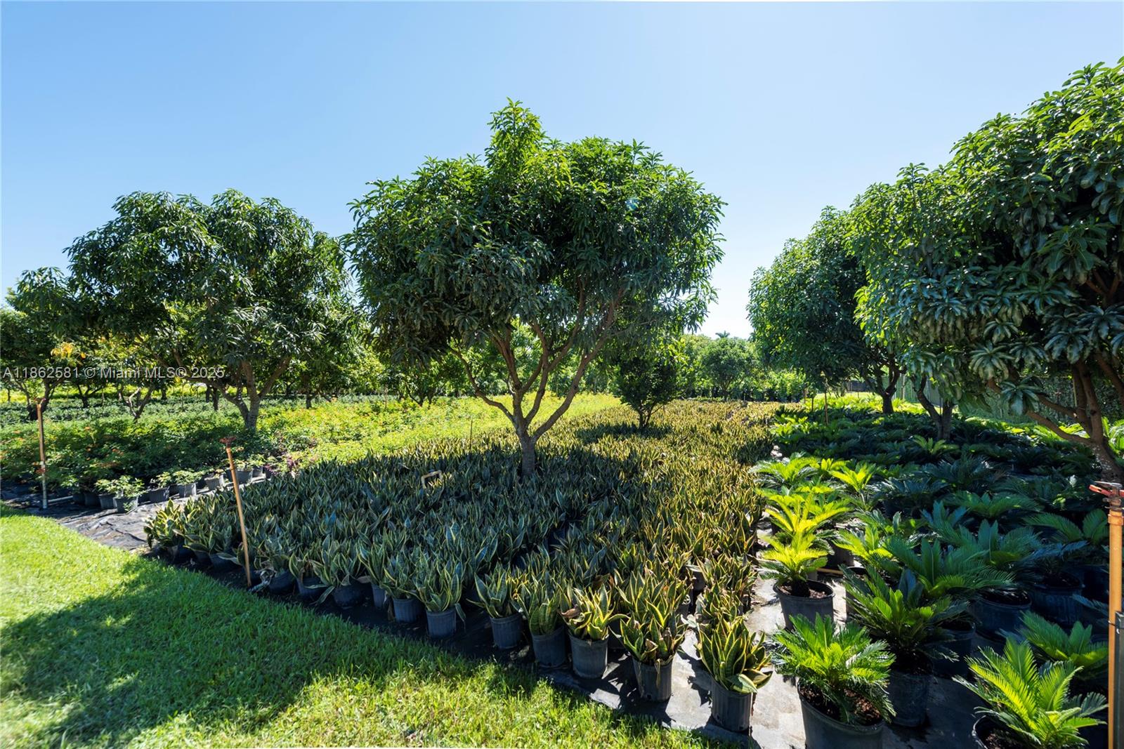 5960 Southwest 190th Avenue Southwest Ranches, FL 33332 - Photo 12 of 32 a view of a garden with a tree