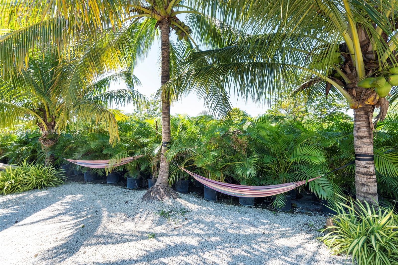 5960 Southwest 190th Avenue Southwest Ranches, FL 33332 - Photo 18 of 32 a view of a backyard with plants