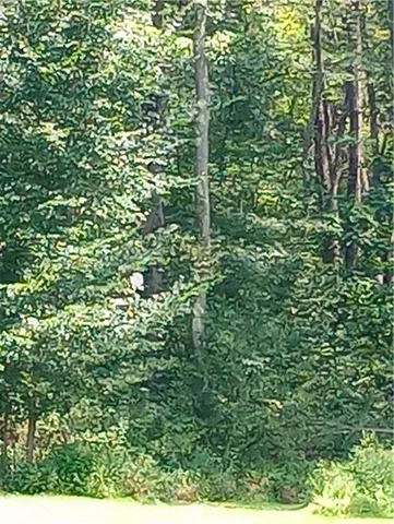 view of a lush green forest