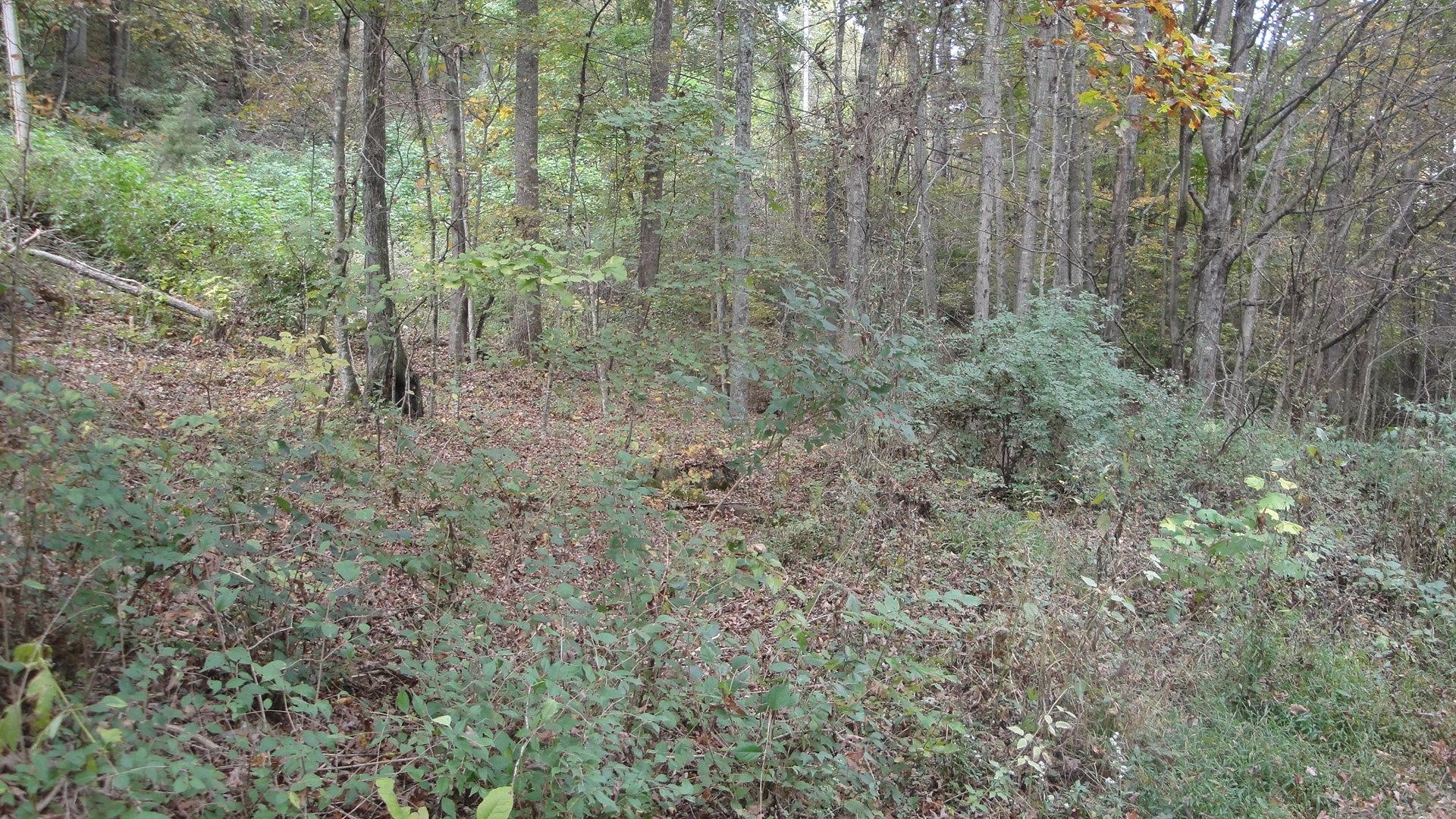 9-acres Burke Road New Tazewell, TN 37825 - Photo 2 of 7 DSC01217