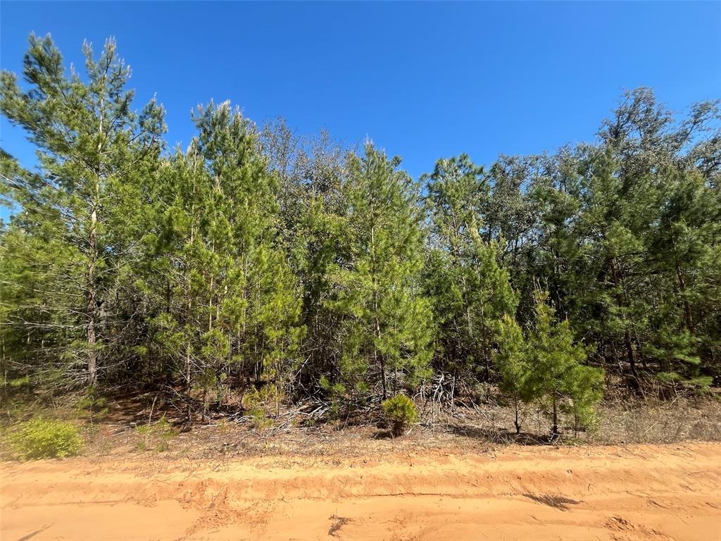 a view of a yard with trees